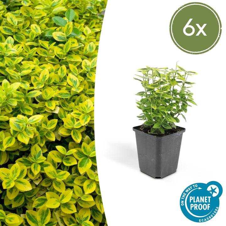 Euonymus fortunei 'Emerald 'n Gold' - 20 cm