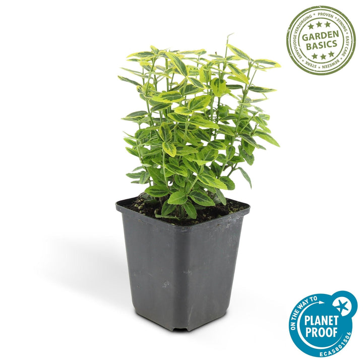 Euonymus fortunei 'Emerald 'n Gold' - 20 cm