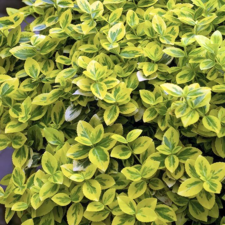 Euonymus fortunei 'Emerald 'n Gold' - 20 cm