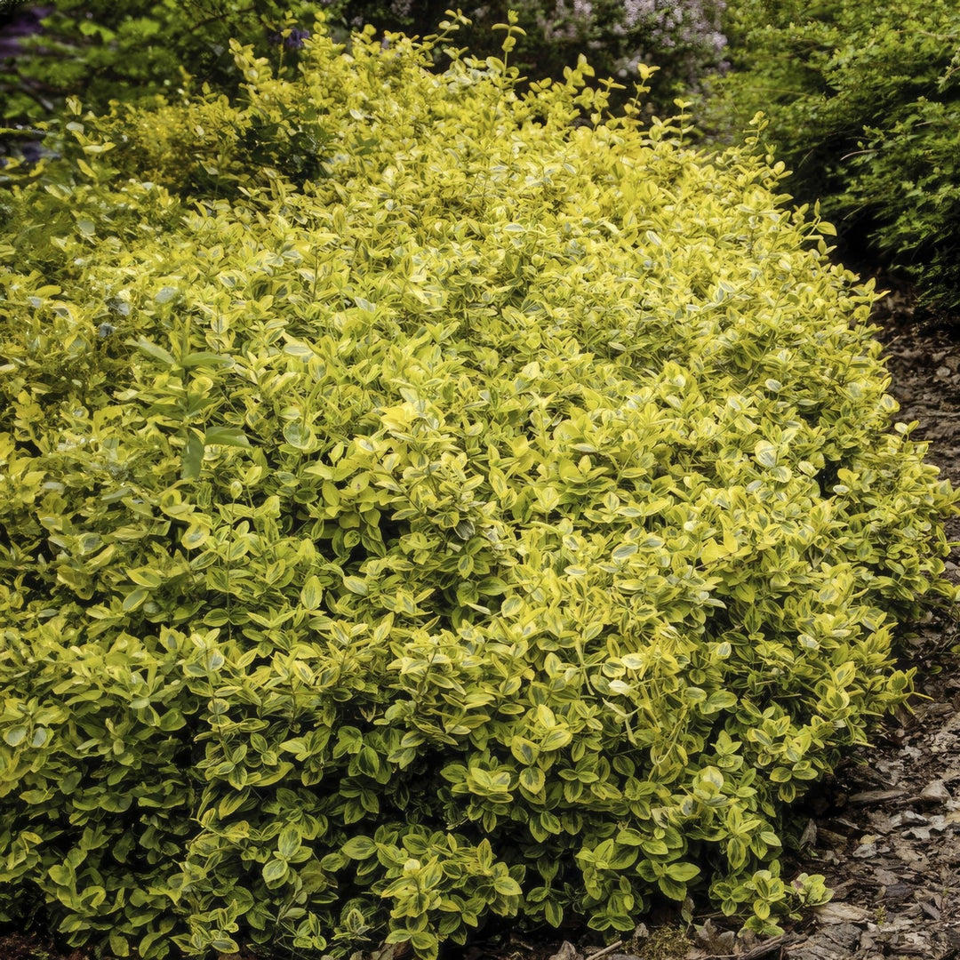 Euonymus fortunei 'Emerald 'n Gold' - 20 cm