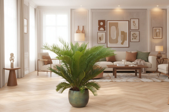 Cycas Revoluta - 80cm - Zimmerpflanze kaufen