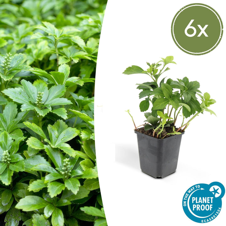 Pachysandra Terminalis 'Green Carpet' - 20cm - Immergrüner Bodendecker