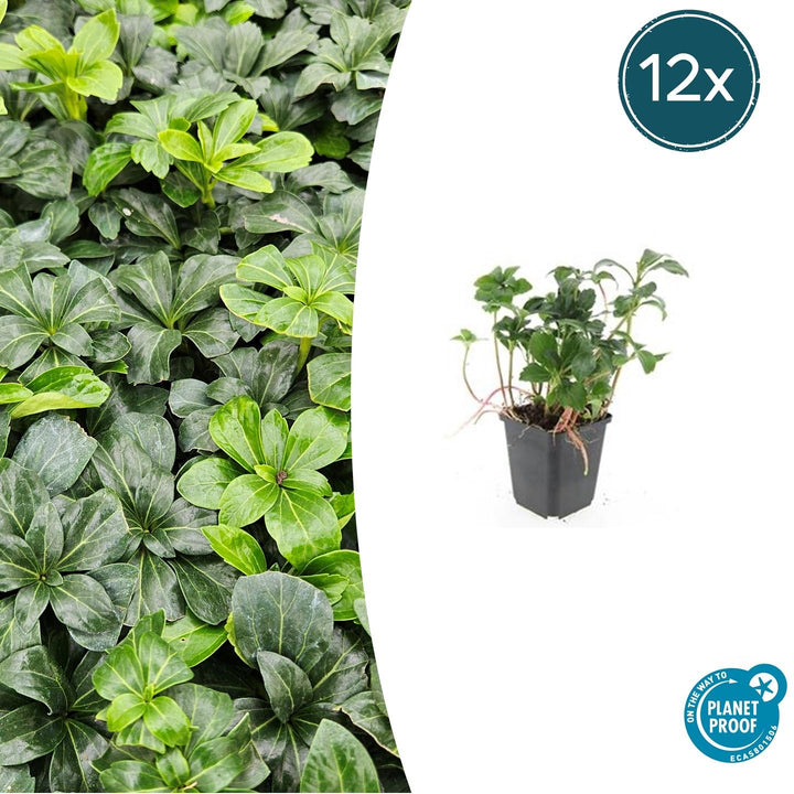 Pachysandra terminalis 'Green Sheen' - 20cm - Immergrüner Bodendecker