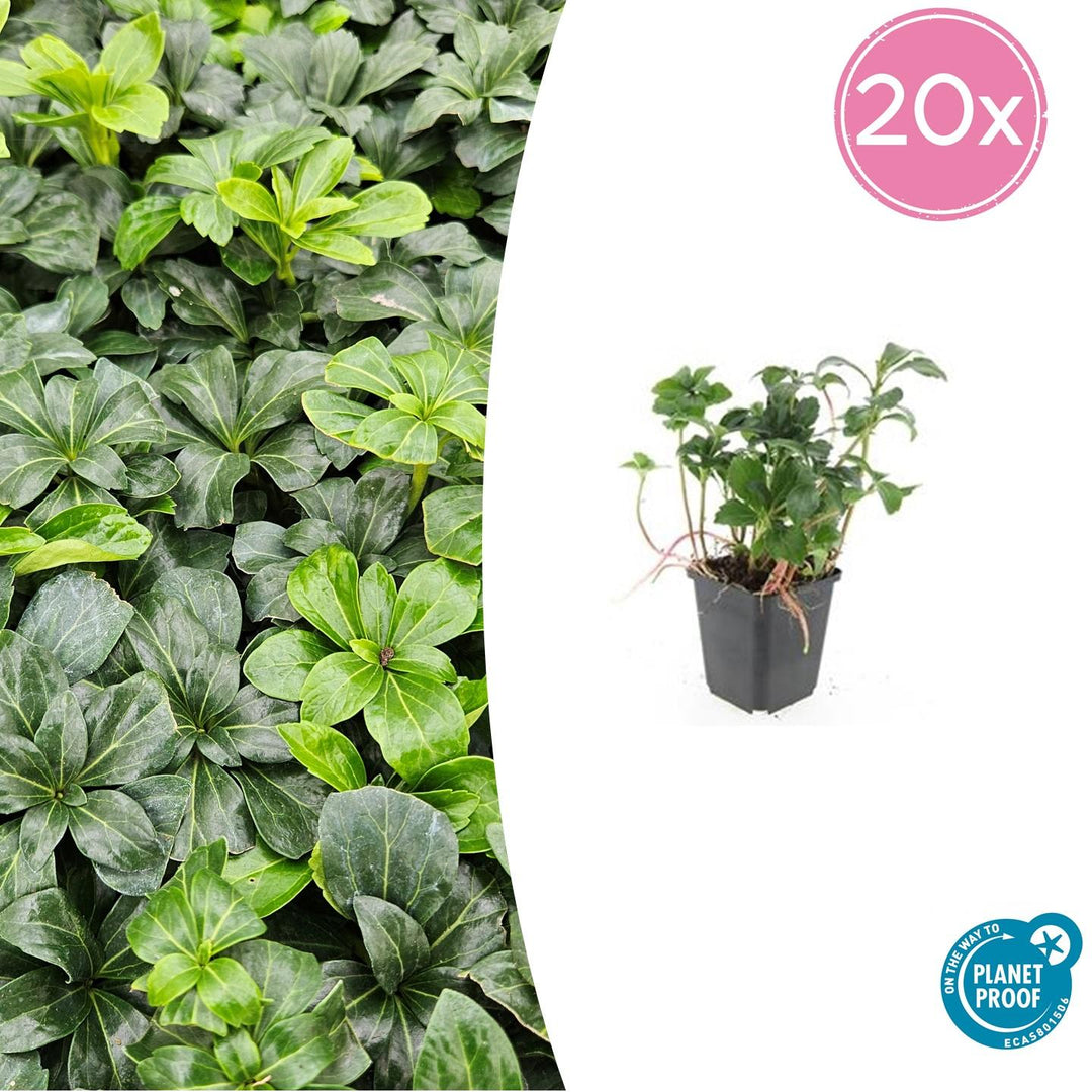Pachysandra terminalis 'Green Sheen' - 20cm - Immergrüner Bodendecker
