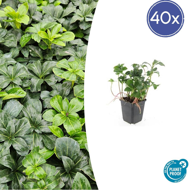 Pachysandra terminalis 'Green Sheen' - 20cm - Immergrüner Bodendecker