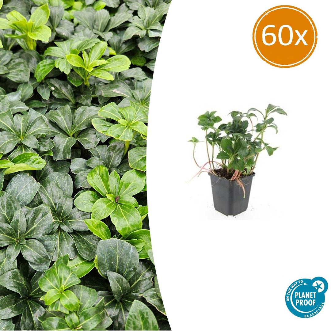 Pachysandra terminalis 'Green Sheen' - 20cm - Immergrüner Bodendecker