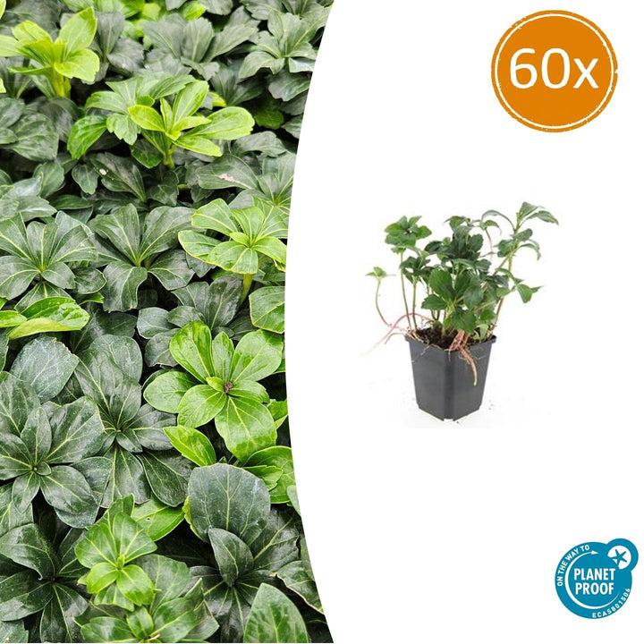 Pachysandra terminalis 'Green Sheen' - 20cm - Immergrüner Bodendecker