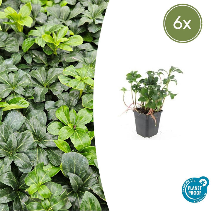 Pachysandra terminalis 'Green Sheen' - 20cm - Immergrüner Bodendecker