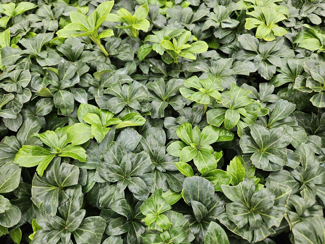 Pachysandra terminalis 'Green Sheen' - 20cm - Immergrüner Bodendecker