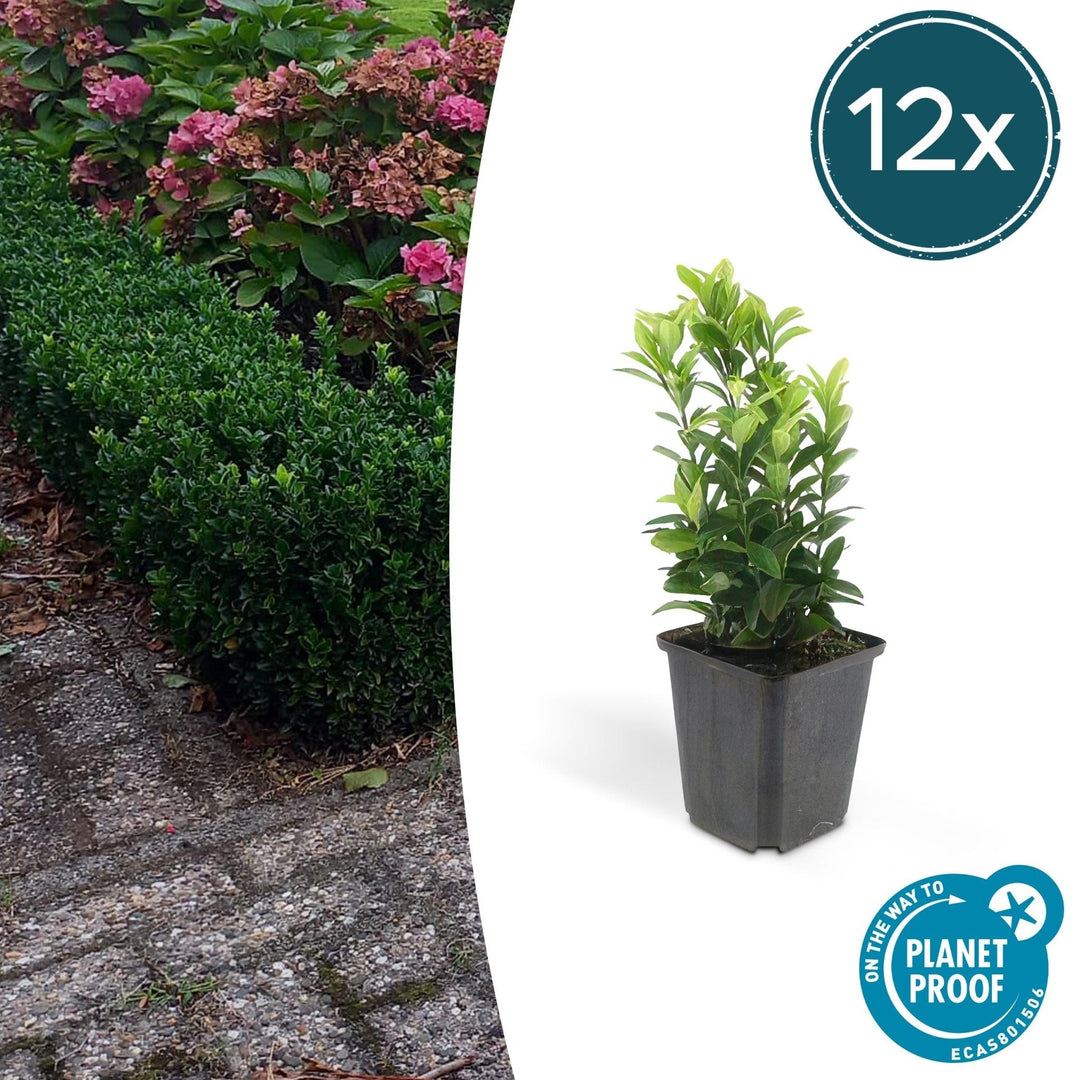 Euonymus Japonicus 'Green Spire' - 20cm - Zimmerpflanze Kaufen