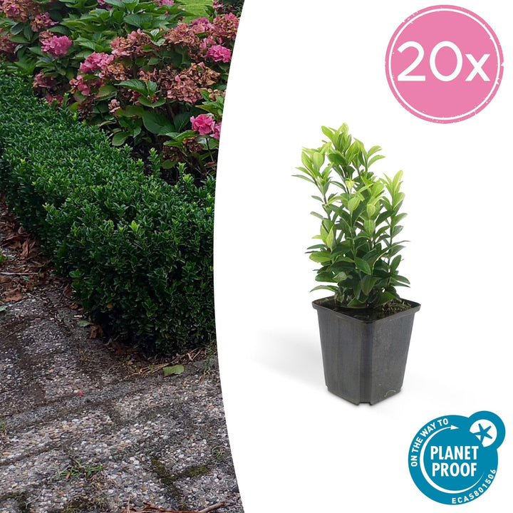 Euonymus Japonicus 'Green Spire' - 20cm - Zimmerpflanze Kaufen