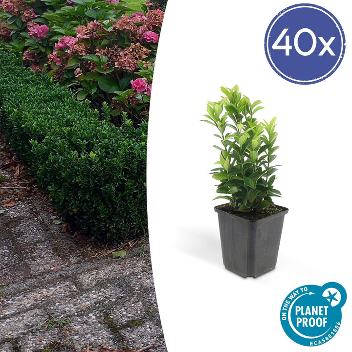 Euonymus Japonicus 'Green Spire' - 20cm - Zimmerpflanze Kaufen