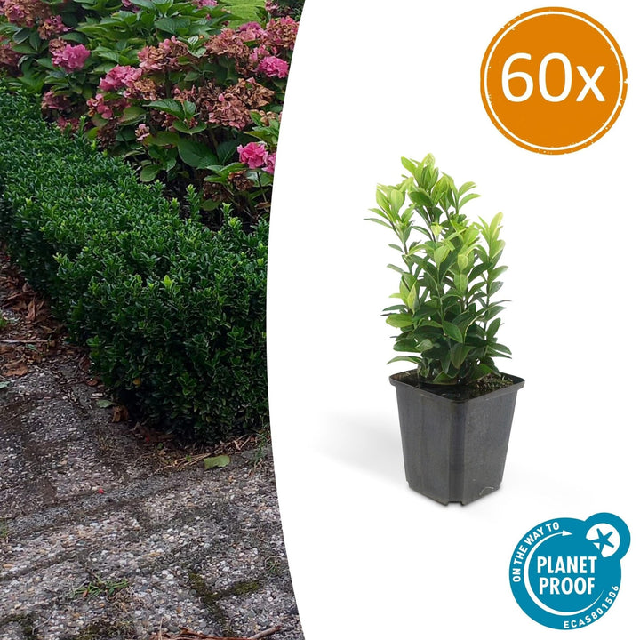 Euonymus Japonicus 'Green Spire' - 20cm - Zimmerpflanze Kaufen