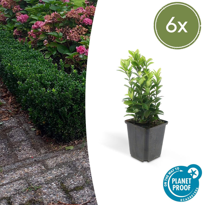 Euonymus Japonicus 'Green Spire' - 20cm - Zimmerpflanze Kaufen