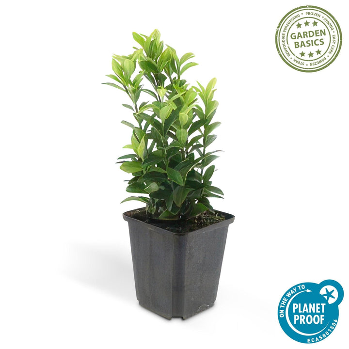 Euonymus Japonicus 'Green Spire' - 20cm - Zimmerpflanze Kaufen