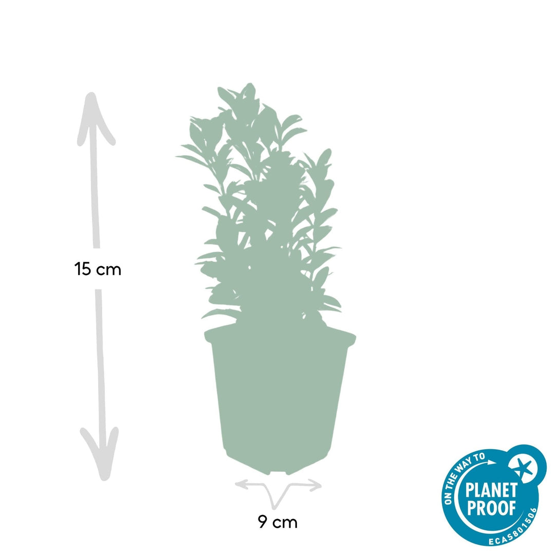 Euonymus Japonicus 'Green Spire' - 20cm - Zimmerpflanze Kaufen