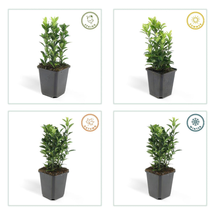 Euonymus Japonicus 'Green Spire' - 20cm - Zimmerpflanze Kaufen