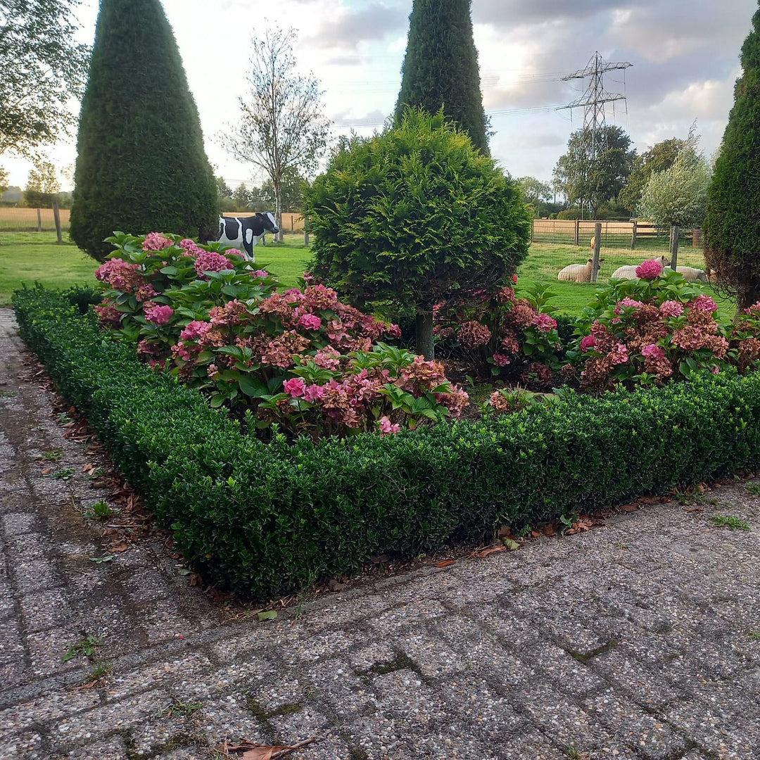 Euonymus Japonicus 'Green Spire' - 20cm - Zimmerpflanze Kaufen