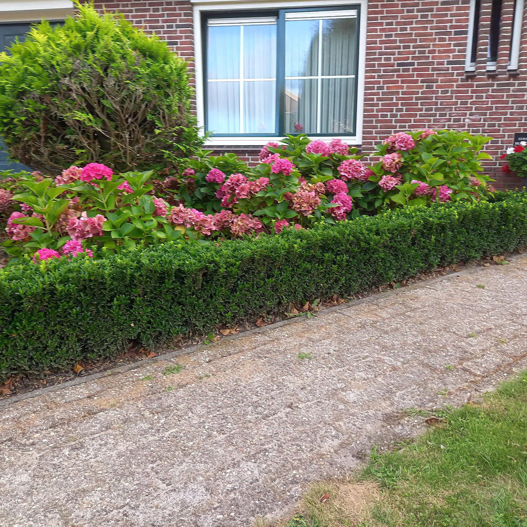 Euonymus Japonicus 'Green Spire' - 20cm - Zimmerpflanze Kaufen