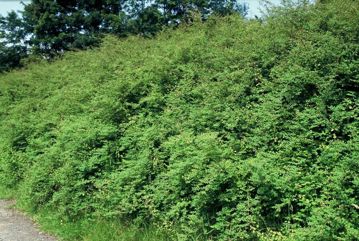 Symphoricarpos Chenaultii 'Hancock' - 20cm