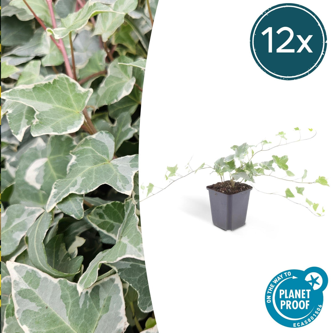 Hedera Helix 'Glacier' - 20cm - Efeu - Efeu Zimmerpflanze