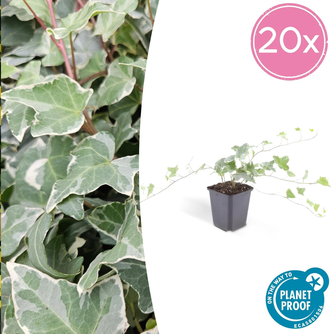 Hedera Helix 'Glacier' - 20cm - Efeu - Efeu Zimmerpflanze