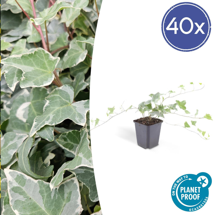 Hedera Helix 'Glacier' - 20cm - Efeu - Efeu Zimmerpflanze