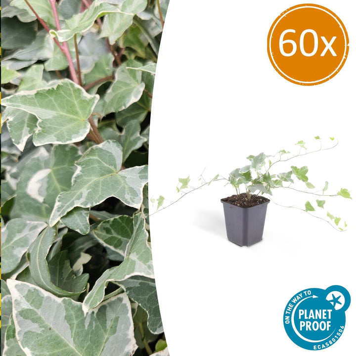 Hedera Helix 'Glacier' - 20cm - Efeu - Efeu Zimmerpflanze