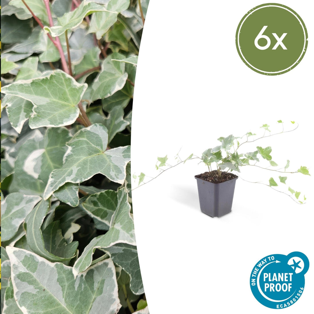 Hedera Helix 'Glacier' - 20cm - Efeu - Efeu Zimmerpflanze