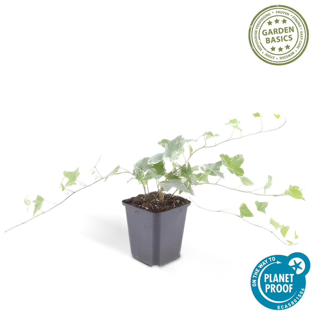 Hedera Helix 'Glacier' - 20cm - Efeu - Efeu Zimmerpflanze