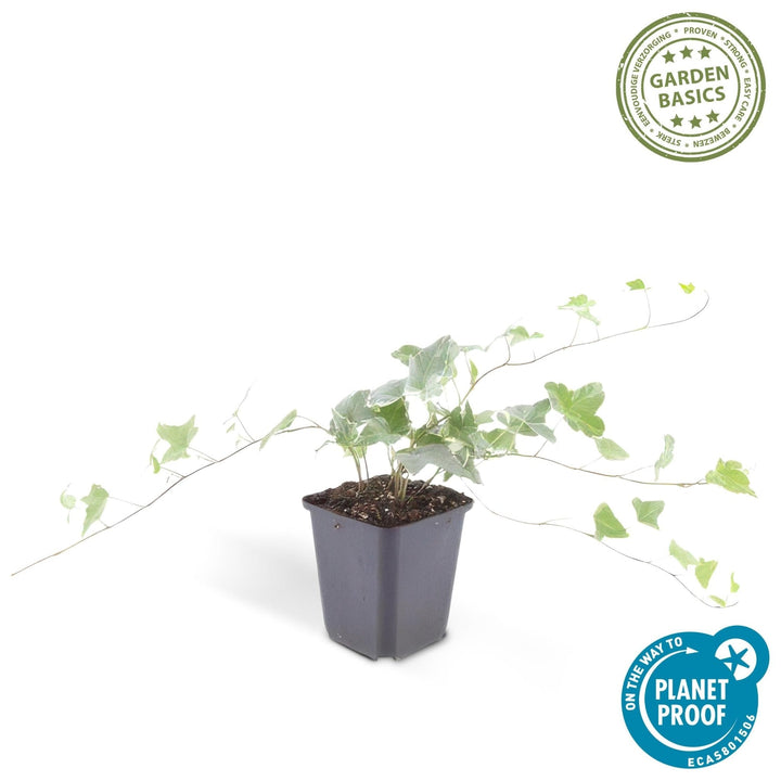 Hedera Helix 'Glacier' - 20cm - Efeu - Efeu Zimmerpflanze