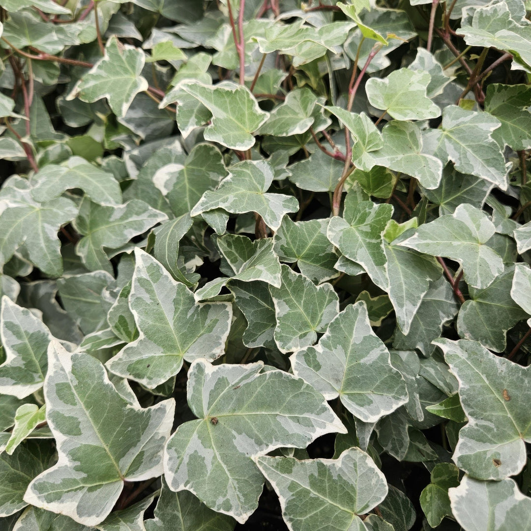 Hedera Helix 'Glacier' - 20cm - Efeu - Efeu Zimmerpflanze