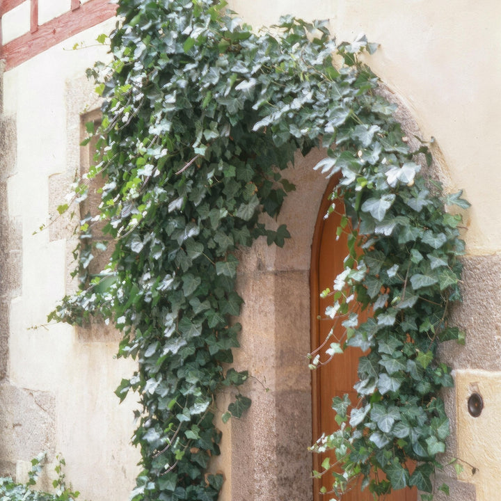 Hedera Helix 'Glacier' - 20cm - Efeu - Efeu Zimmerpflanze
