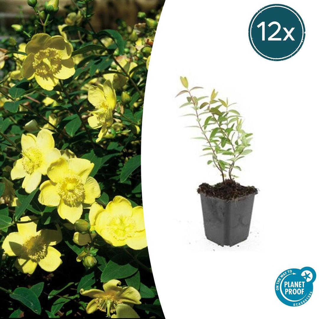 Hypericum 'Hidcote' - 20cm - Zimmerpflanze Kaufen