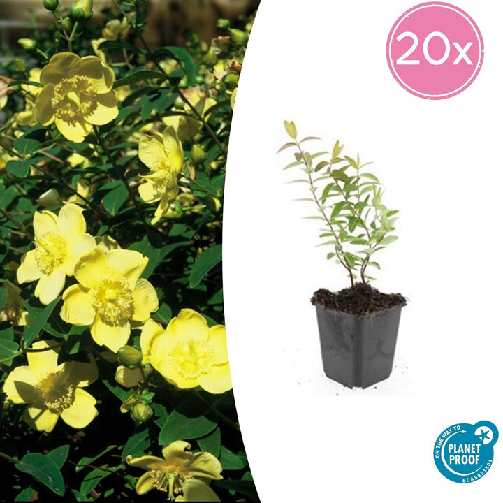 Hypericum 'Hidcote' - 20cm - Zimmerpflanze Kaufen