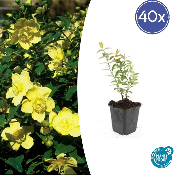 Hypericum 'Hidcote' - 20cm - Zimmerpflanze Kaufen