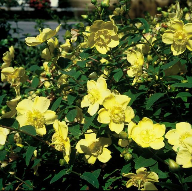Hypericum 'Hidcote' - 20cm - Zimmerpflanze Kaufen