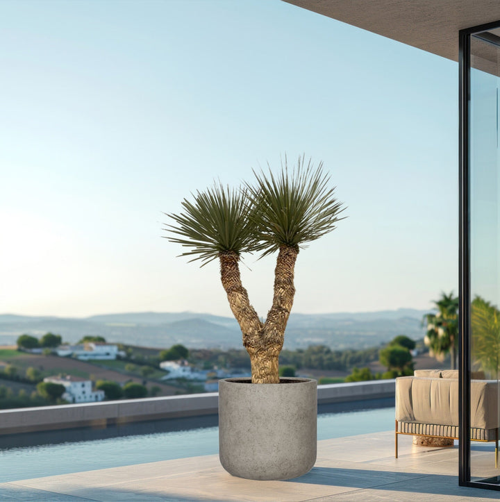 Yucca Rostrata Hidra - 200 cm - Blaue Palmlilie Outdoor