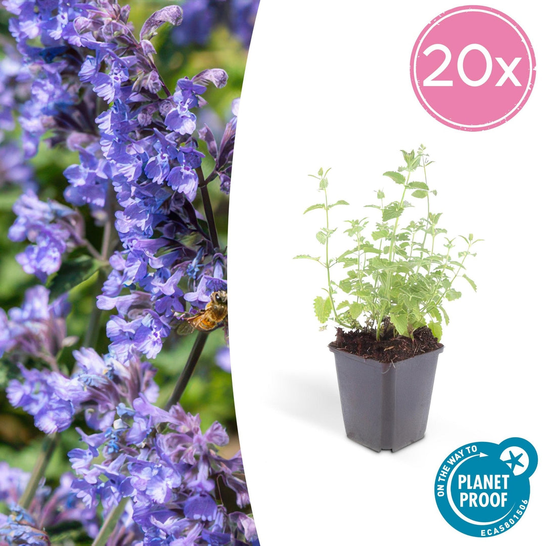 Nepeta 'Six Hills Giant' - 20cm - Zimmerpflanze kaufen