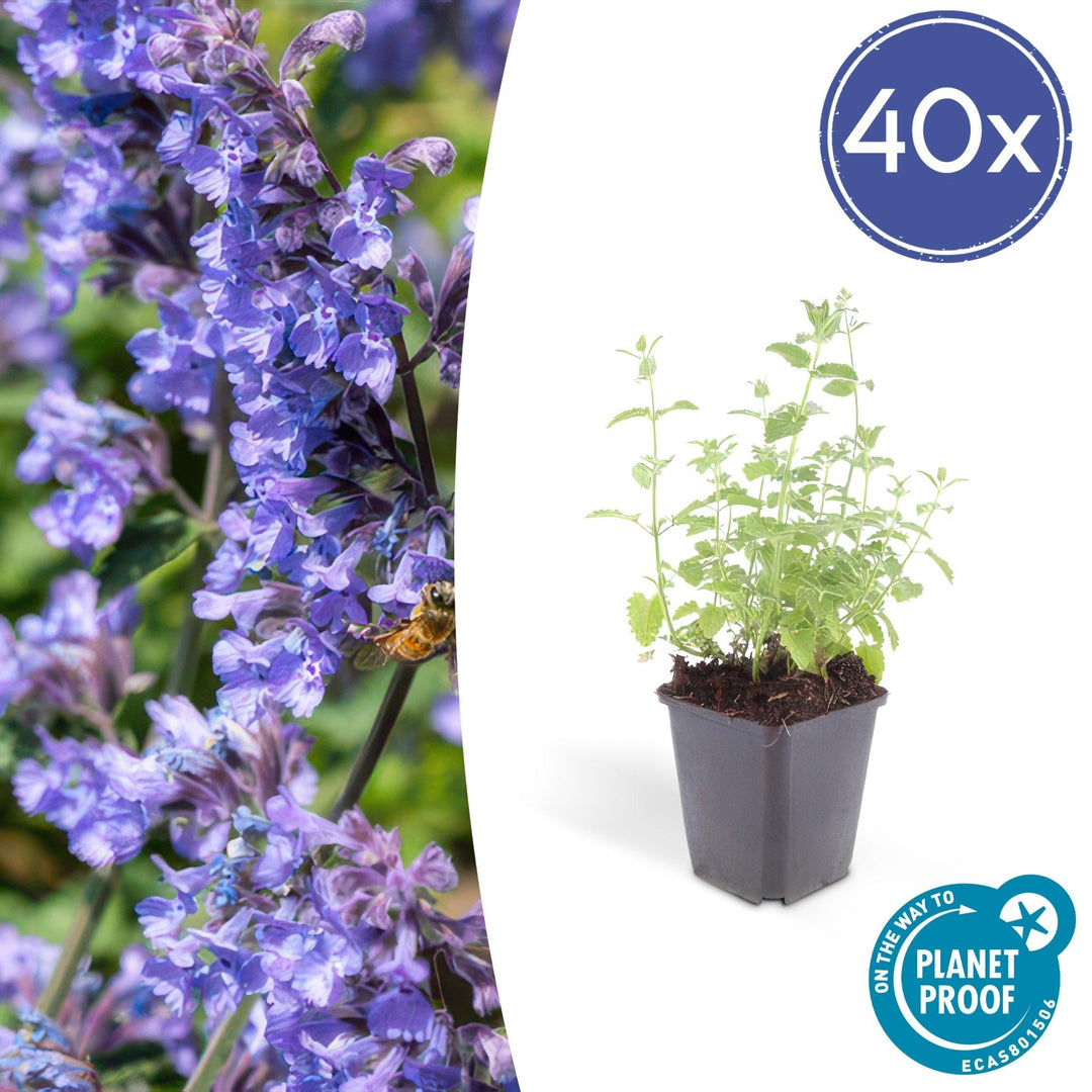 Nepeta 'Six Hills Giant' - 20cm - Zimmerpflanze kaufen