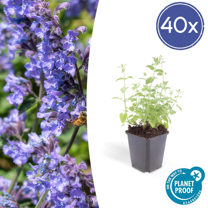 Nepeta 'Six Hills Giant' - 20cm - Zimmerpflanze kaufen