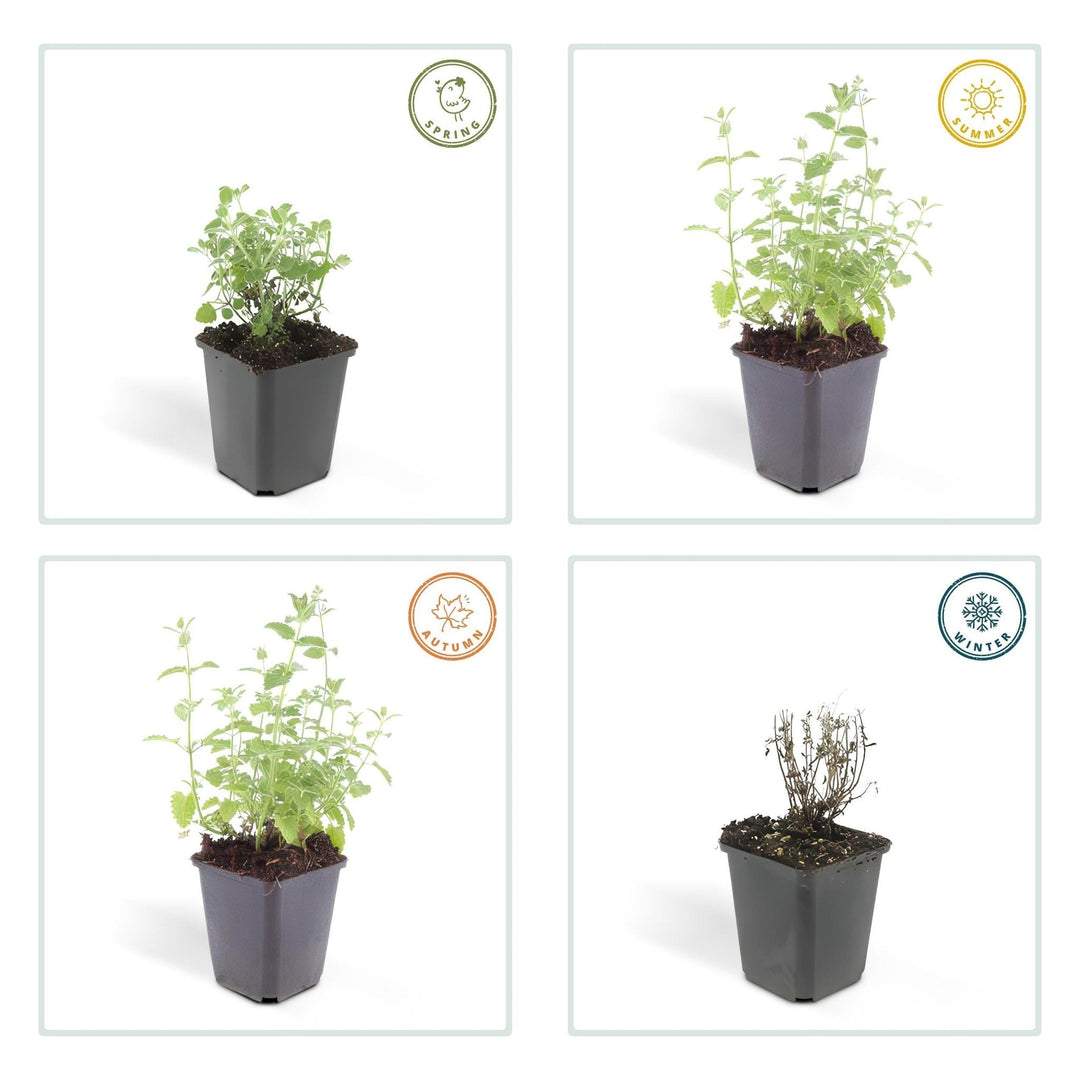 Nepeta 'Six Hills Giant' - 20cm - Zimmerpflanze kaufen