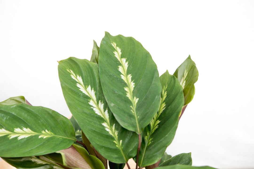 Calathea Maui Queen - 35cm - Pfauenpflanze - Zimmerpflanze
