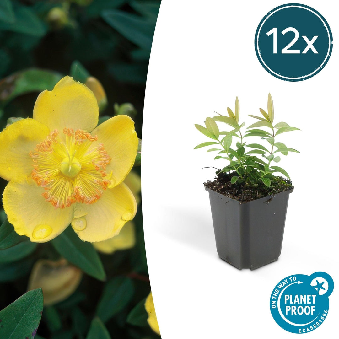 Hypericum Calycinum - 20cm - Zimmerpflanze Kaufen