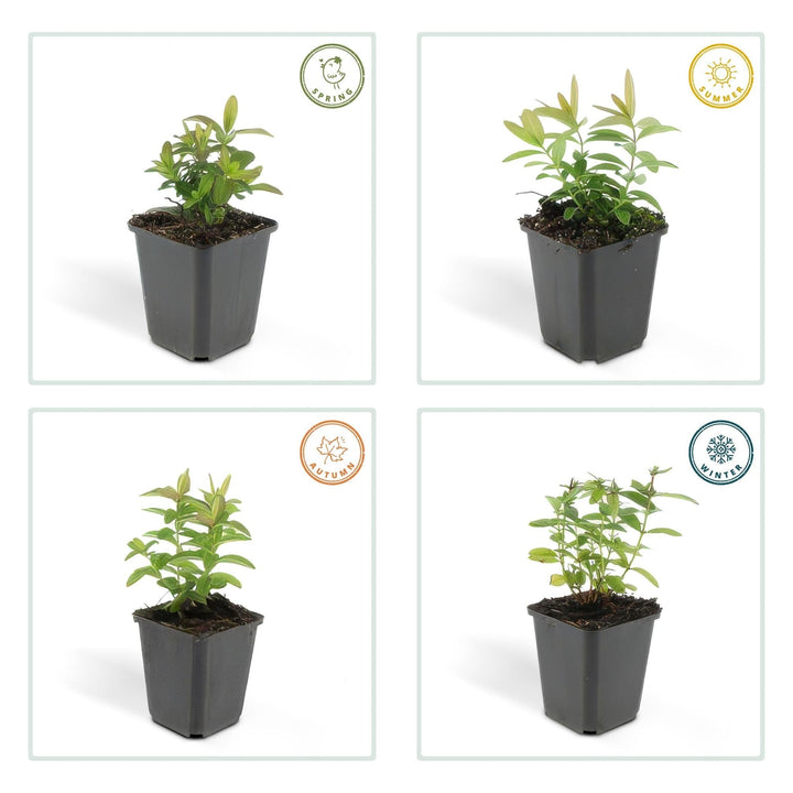 Hypericum Calycinum - 20cm - Zimmerpflanze Kaufen
