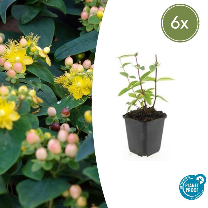 Hypericum Inodorum 'Annebel' - 20cm - Zimmerpflanze Kaufen