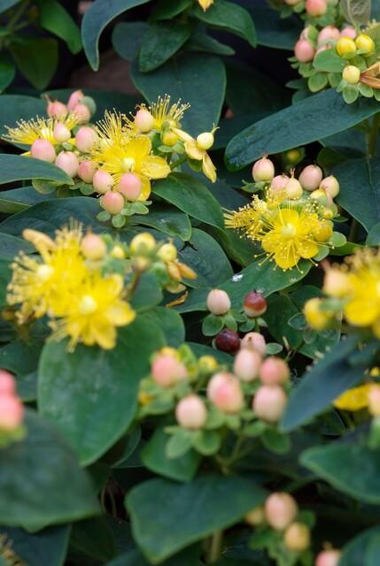 Hypericum Inodorum 'Annebel' - 20cm - Zimmerpflanze Kaufen
