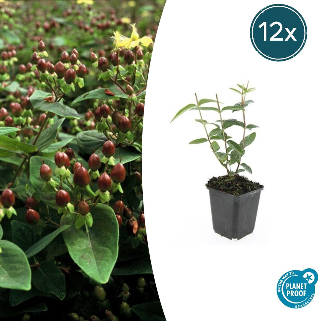 Hypericum Inodorum - 20cm - Zimmerpflanze kaufen