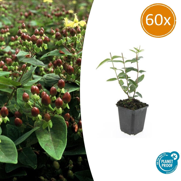 Hypericum Inodorum - 20cm - Zimmerpflanze kaufen