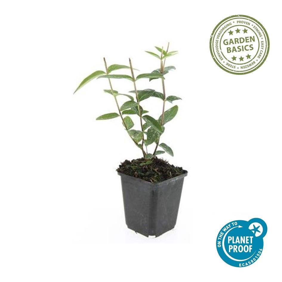 Hypericum Inodorum - 20cm - Zimmerpflanze kaufen